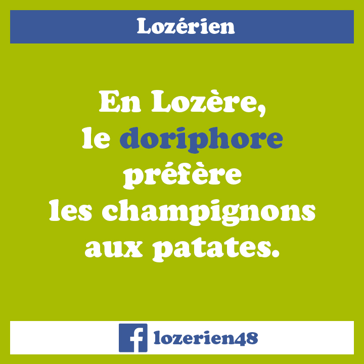 Doriphore gardois