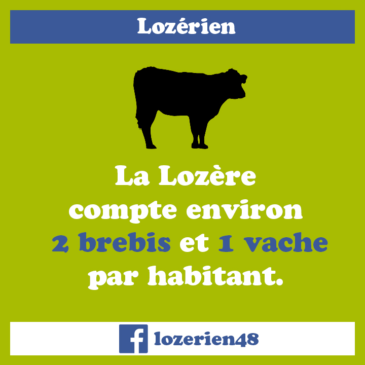 Vaches et moutons